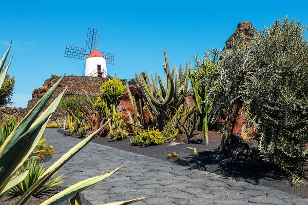 Windmühle auf blauem Himmelshintergrund im Kakteengarten, Guatiza Dorf, Lanzarote, Kanarische Inseln — Stockfoto