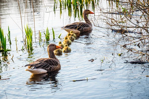 Chicks ile Avrupa Greylags kaz, kapatmak — Stok fotoğraf