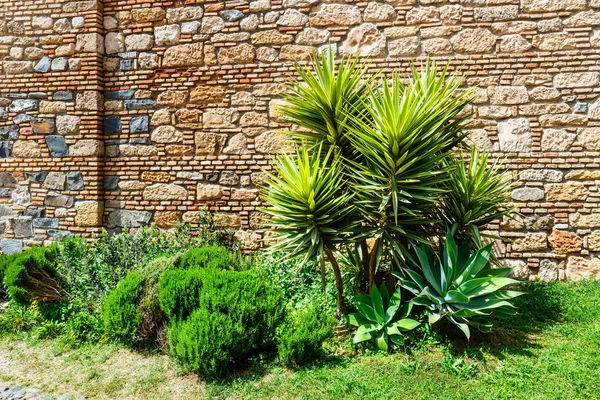 Palm boom voor de oude muur — Stockfoto