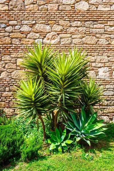 Palm boom voor de oude muur — Stockfoto