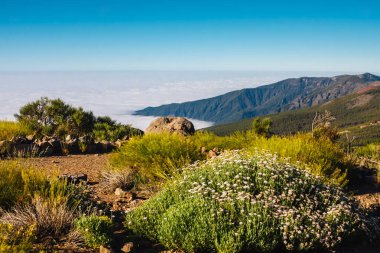 Arka planda mavi bir gökyüzü ile kanarya adalarında El teide yanardağ, Tenerife, İspanya