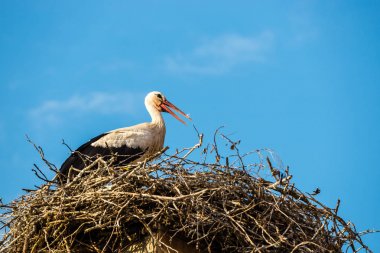 yuvada beyaz leylek, Ciconia ciconia