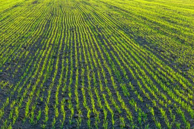 Gün batımında yeşil taze tahıl sıraları