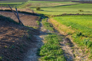 Yeşil Tarlalar 'dan geçen toprak yol, Bahar manzarası.