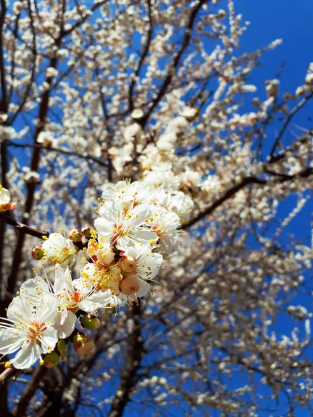 Schattig achtergrond van voorjaar ochtendschemering abrikoos boom — Stockfoto