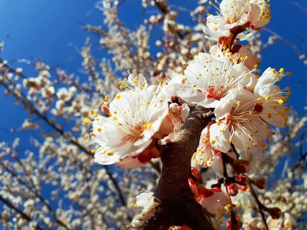 Niedlichen Hintergrund des Frühlings blühte Aprikosenbaum — Stockfoto