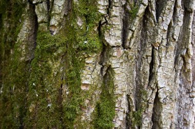 doğal ağaç kabuğu doku