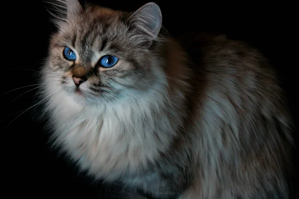 Katze Mit Blauen Augen — Stockfoto