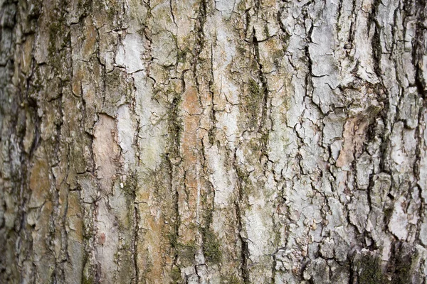 Doğal Ağaç Kabuğu Doku — Stok fotoğraf