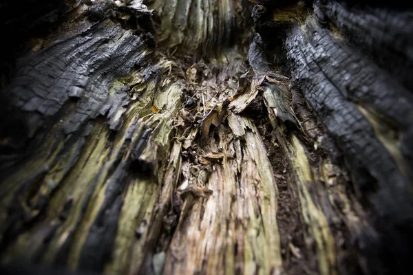 Bark Texture Fire — Stock Photo, Image