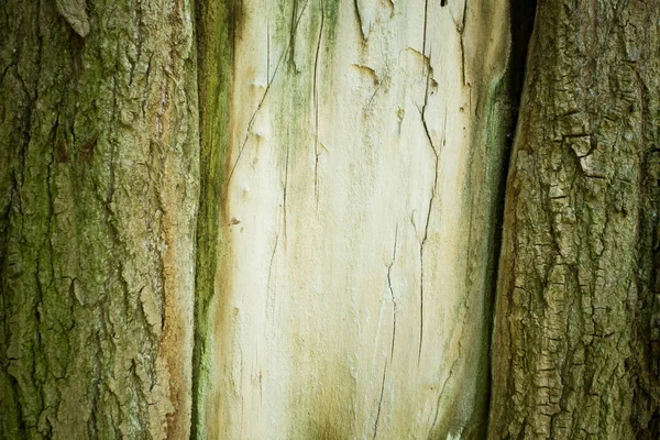 Natürliche Baumrindenstruktur — Stockfoto