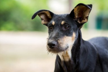 bir sokak köpeği bakar