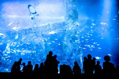 Büyük akvaryum - birçok balıklara bakıyor insanlar siluet