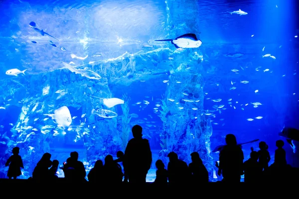 Большой Аквариум Люди Силуэт Глядя Много Рыбы — стоковое фото