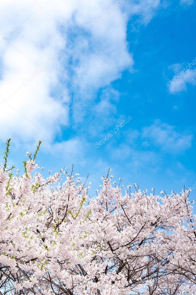 Cherry blossom in spring for background and clear sky background. Copy space.