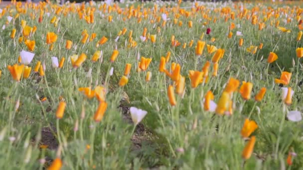 Λουλούδια παπαρούνας στο προσκήνιο και θολή φόντο κινείται από τον άνεμο. — Αρχείο Βίντεο