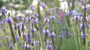 Ön planda lavanta çiçekleri ve bulanık arka plan rüzgar tarafından taşındı.