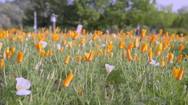 Flores de amapola de California en primer plano y fondo borroso movido por el viento . — Vídeo de stock