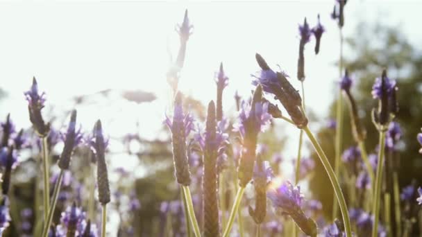 Flores de lavanda en primer plano y fondo borroso movido por el viento . — Vídeo de stock