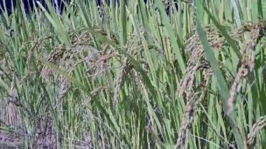 Kırsal kesimdeki çiftlikte olgun pirinç, sonbahar hasat mevsimi. Pirinç kulağı rüzgarda sallanıyor..