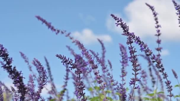 Cámara Lenta Espiras Místicas Flores Salvia Azul Aire Libre Soplando — Vídeos de Stock