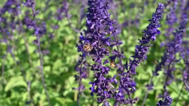 Una Abeja Cosechando Miel Una Flor Salvia Púrpura Que Balancea — Vídeos de Stock