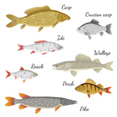 Ad aboneliği olan nehir balıkları kümesi. Sazan, haç sazan, hamamböceği, levrek, ide, walleye, turna balığı. Vektör çizimi 