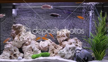 Malawi Gölü çiklitleri balık akvaryum