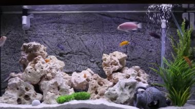 Malawi Gölü çiklitleri balık akvaryum