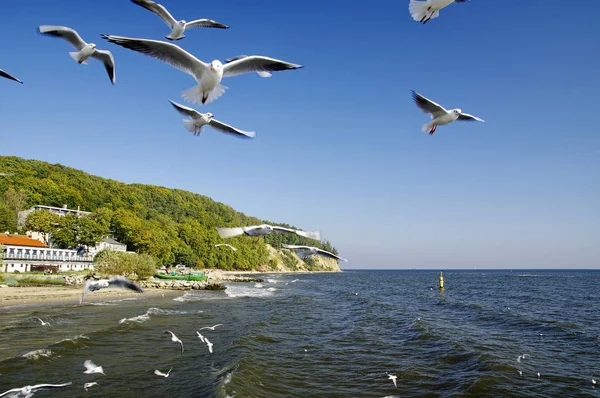 海鸥飞过码头在格丁尼亚 Orlowo — 图库照片