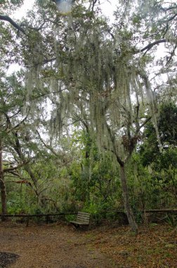 Kürsüye İspanyolca Amelia Island State Park bulunan Moss ile ağaçların altında. Florida, ABD 