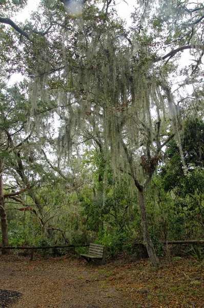 Ławka Pod Drzewami Hiszpańskim Mchem Położony Amelia Island State Park — Zdjęcie stockowe