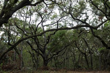 Yemyeşil tropikal ormanları bol İspanyolca büyük Talbot Island State Park, Florida, ABD canlı meşe ağaçlarının dalları draping moss ile