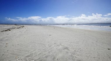 Fernandina Beach, Amelia Island Florida yabani kuşlar, Florida, ABD tarafından işgal