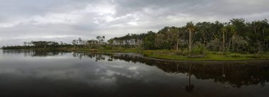 Bataklık ve yemyeşil tropikal ormanları bol İspanyolca büyük Talbot Island State Park, Florida, ABD canlı meşe ağaçlarının dalları draping moss ile