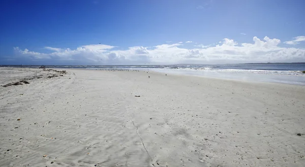 Amelia Island Florida Fernandina Παραλία Καταλαμβάνεται Από Άγρια Πτηνά Φλόριντα — Φωτογραφία Αρχείου