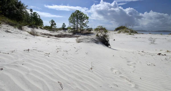 Duinen Amelia Island Florida Fernandina Beach Bezet Door Wilde Vogels — Stockfoto