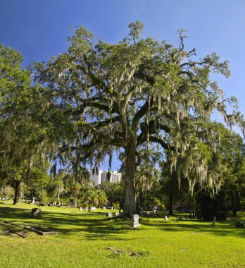 Tallahassee, Fl, Amerika Birleşik Devletleri - 24 Ekim 2017: En eski mezar şehirde, 1829by kurulan Florida bölgesel yasama zemin Tallahassee eski şehir mezarlığı olan.