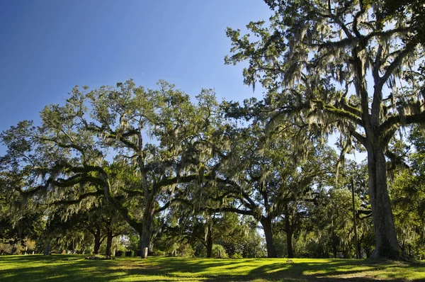 Tallahassee Old City Cemetery Oldest Burial Ground City Established 1829 — Stock Photo, Image