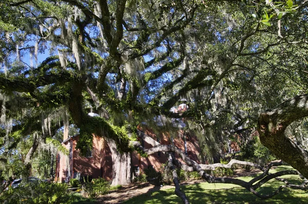 Таллахасси Флорида Сша Октября 2017 Года Кладбище Таллахасси Старейшее Захоронение — стоковое фото