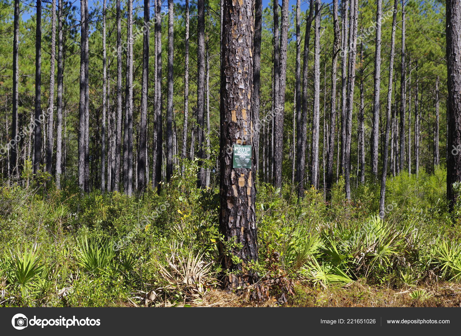 Pictures Pine Trees In Florida Lake Talquin State Park Forest Tall Glorious Pine Trees Tallahassee Stock Photo C Gadzius Pictures Pine Trees In Florida Lake Talquin State Park Forest Tall Glorious Pine Trees Tallahassee Stock Photo C Gadzius