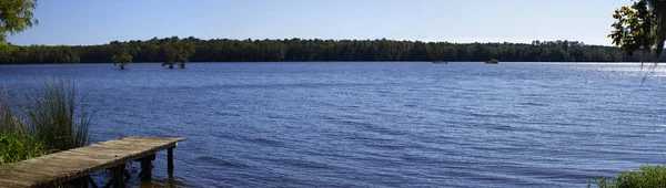 Lake Talquin State Park Forest Pitkä Kunniakas Mäntyjä Vanhoja Tammia — kuvapankkivalokuva