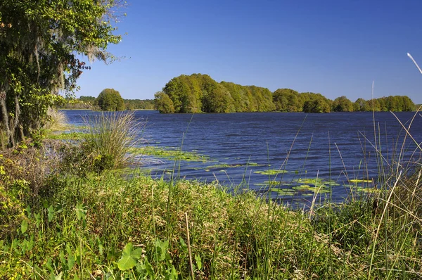 Jezioro Talquin State Park Las Wysokimi Sosnami Chwalebne Stare Dęby — Zdjęcie stockowe