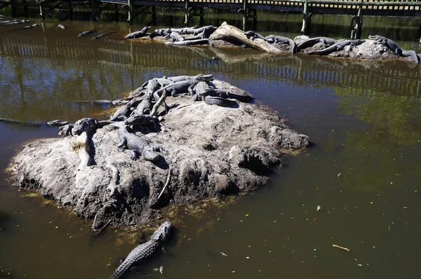 Fångenskap Alligatorer Den Gård Som Ligger Augustine Florida Usa — Stockfoto