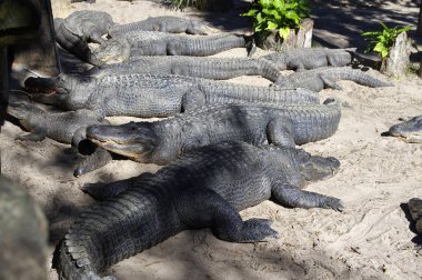 Bir grup timsahlarla dolu bir göl kenarı toplamak St Augustine Timsah Çiftliği, St Augustine, Fl