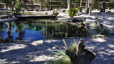 Bir grup timsahlarla dolu bir göl kenarı toplamak St Augustine Timsah Çiftliği, St Augustine, Fl