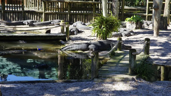 Grupo Cocodrilos Reúnen Cerca Del Borde Estanque Augustine Alligator Farm — Foto de Stock