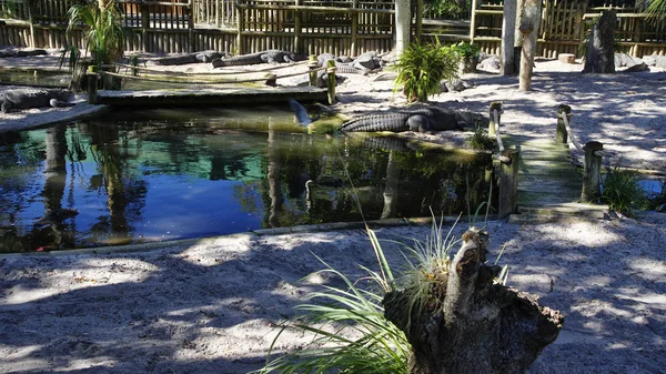 Grupa Aligatory Gromadzą Się Pobliżu Brzegu Stawu Augustyn Aligatora Farma — Zdjęcie stockowe