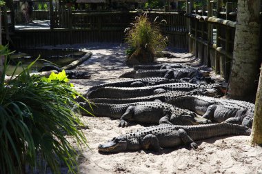 St Augustine, Florida, ABD - 23 Ekim 2017: Timsahlarla dolu bir grup toplamak bir gölet, kenar St Augustine timsah, St Augustine, Fl çiftlik