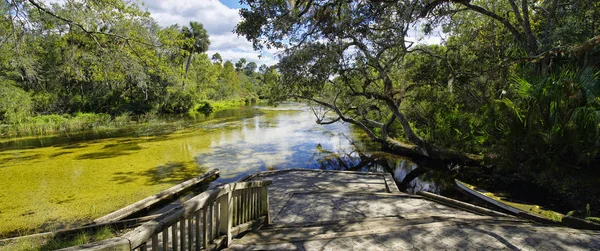 Tuz Springs Ocala Ulusal ormanı içinde antik yeraltı springs, potasyum içerir, magnezyum ve sodyum tuzları suları baharda hafif bir tuzluluk vermek. 